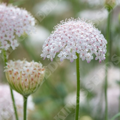Picture of Didiscus - Caerulea Lacy Pink